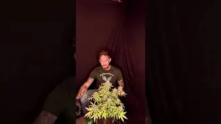 Growing Premium Autoflower bud with Slim 750S in a Grow Tent