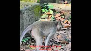 monkey try give birth,real action of monkey give birth,  003