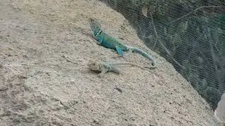 Collared Lizards Interacting