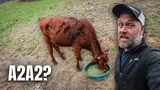 Testing Our Dream Cow for A2/A2