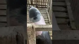 Siaha lam vawk vulh