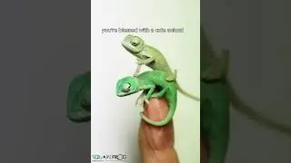JUST TWO CUTE CHAMELEONS