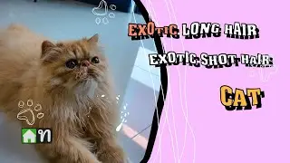 Exotic Short Hair & Long Hair
