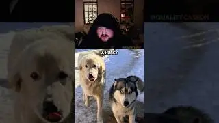 Ферма Кейси &mdash; мечта любого любителя животных.