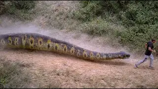 Anaconda Snake In Real Life | All Parts 6 | VB FILM