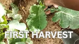 👉 &ldquo;My First Harvest 🌱 Cooking Vegetables Grown by My Own Hands&rdquo;