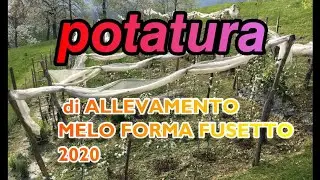 POTATURA DI ALLEVAMENTO MELO 2