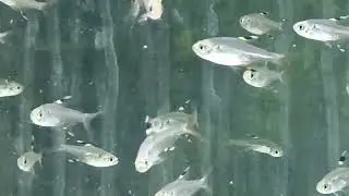 www.fishinnet.net Pristella Maxilaris