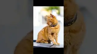 Do Cats Dream? Uncovering the Secrets of Feline Sleep!