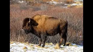 Buffalo in Alaska