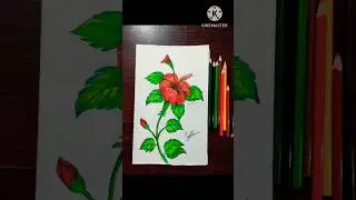 Shorts #Hibiscus Flower  with pencil colour 🌺🖌️✏️
