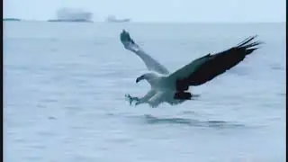 Sea Eagle Attack Killed Sea Snake [Animal National]