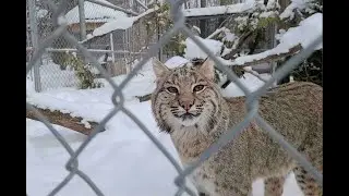 Speaking of Wildlife (Bobcat, Grey Wolf, Porcupine) - Journey with Jason George - Episode 5