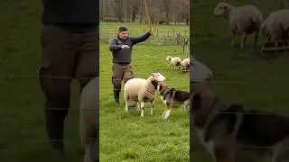 Humans saved a sheep from a wolf&rsquo;s deadly attack #animals #hopeforanimals