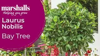 Standard Bay Tree (Laurus nobilis) | Evergreen Elegance for Pots & Patios