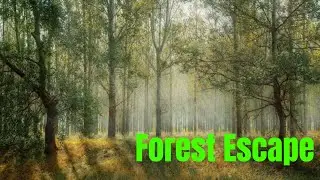 Relaxing Forest Escape with soothing Nature Sounds