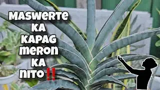 10 REASONS BAKIT MASWERTE ANG PAG AALAGA NG SNAKE PLANT/ SANSEVERIA