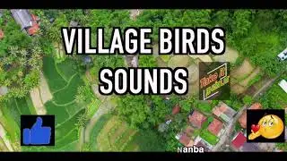 village birds | village bird sounds | village bird sound effect | Take it Nanba