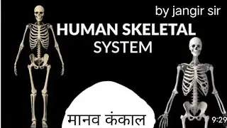 2025Human Skeleton | Bones | Cartilage | Skeleton System