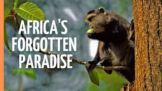 Green Heart of Kenya: The Miraculous Kakamega Forest | Full Documentary
