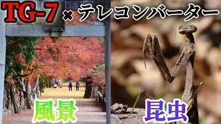 【OM SYSTEM TG-7】tg7でテレコンバーター付けて紅葉と風景と昆虫を撮る