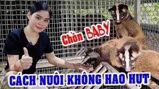 BẬT MÍ CÁCH NUÔI CHỒN MỐC, CHỒN HƯƠNG BABY KHÔNG HAO HỤT | CHĂN NUÔI VIỆT