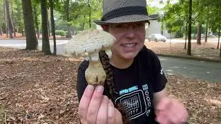 Pine cone Amanita mushroom, Amanita ravenelii + other Lepidella/Roanokenses Amanita mushrooms
