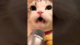 Ngaung kucing😹