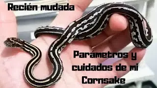 PAR&Aacute;METROS Y CUIDADOS DE MAICERA CR&Iacute;A | MUDA PERFECTA | LO QUE YO HAGO CON LAS CR&Iacute;AS | PASI&Oacute;N REPTIL