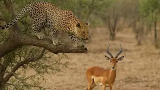 Impala Faces Death&mdash;But What It Does Next SHOCKS the Leopard!