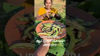 ​நாட்டு ஆட்டுக்கொம்பு அவரை அறுவடை! | Tradition Goat Horn Beans Harvest #villagefood  #villagelife