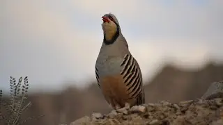 The Surprising Truth About Raising Partridges Nobody Tells You