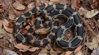 El Misterio del Cincuate: Por qué la serpiente más famosa de México está en peligro