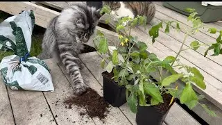 A Day in the Wild with Brock & Friends 🐾 You WON&rsquo;T Believe That Meow!