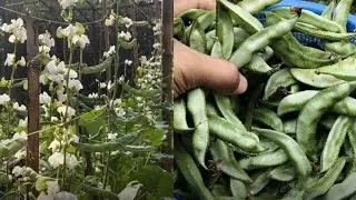 Growing Beans from Seed to Harvest | Complete Lima Beans Growing Guide