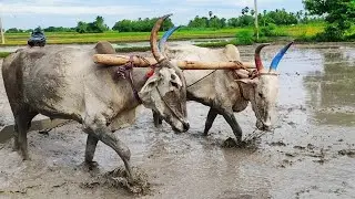Bullock running race video in agriculture land | bullock framework | cow videos | Bullockcartloading