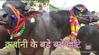 Madhiyai Pashu Mandi | Kurbani ke Jhote | katiya | katre | bull| Sardhana peth | bakre