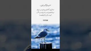 Hazrat Ali farmate Hain ✨#hazratali #wisdom #islamicquotes #imamali #viralshort #unfrezzmyaccount