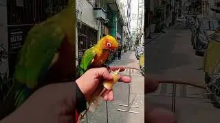 SUN CONURE | WACKY 🦅 #birds #shortvideo #parrot #viralvideo #shorts