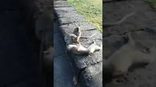 #short, the monkey Sovanna sleepy is so cute. the monkey Calvin grooming to the monkey Sovanna