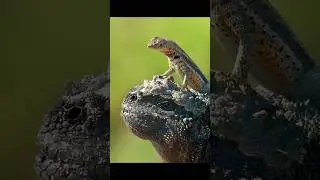 The Perilous Journey of Baby Marine Iguanas #wildlife #animals #shorts