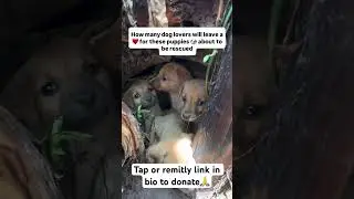 #donatenow #adoptstrays #donate #love #feed #animals #rescue #puppylover #share #boostand comment🙏