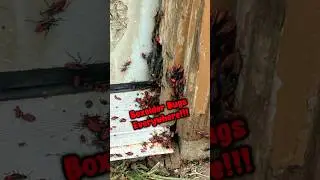 Why Boxelder Bugs Invade Sunny Walls and How to Keep Them Out This Fall