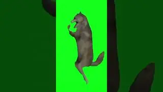 Lobo bailando#chile #parati #shorts
