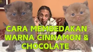 MEMBEDAKAN WARNA CINNAMON DAN CHOCOLATE PADA KUCING BRITISH SHORTHAIR