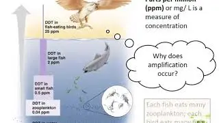 Ecology: Bioaccumulation and Bioamplification