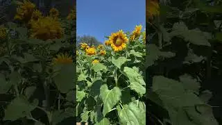 Sunflower fields in Leavenworth County