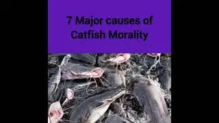 7 Major causes of catfish mortality