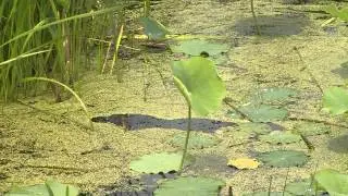 Sustainable Moments: Working with buffer strips in ponds at North Shore Country Club