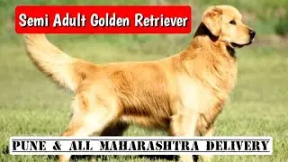 Semi Adult Golden Retriever Sale in Pune 🐾 Delivery Nearby Locations